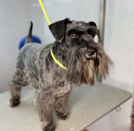 Handsome Kaiser had his regular groom at our chilwell salon : Click Here To View Larger Image