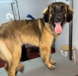 Lovely ruby is a puppy Leon Berger who is a regular at Snazzydogz : Click Here To View Larger Image