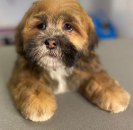 This little one had a puppy groom : Click Here To View Larger Image