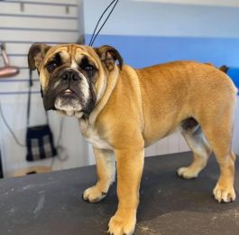 Click Here To View Larger Image