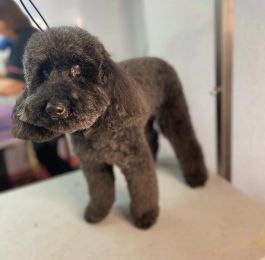 Chutney had his regular groom with us at our salon in chilwell: Click Here To View Larger Image