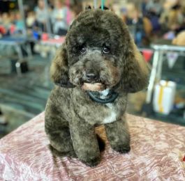 Freddy is our competition dog who placed second out of a big class : Click Here To View Larger Image