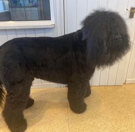 Perun is a lovely Black Russian terrier : Click Here To View Larger Image