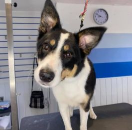 Click Here To View Larger Image