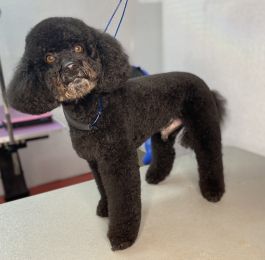 Lovely little Frodo : Click Here To View Larger Image