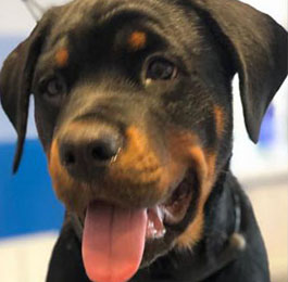 Click Here To View Larger Image