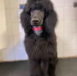 Puppy pamper for this little one : Click Here To View Larger Image