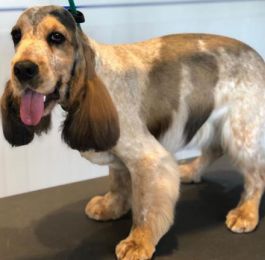 Click Here To View Larger Image