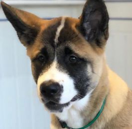 Click Here To View Larger Image